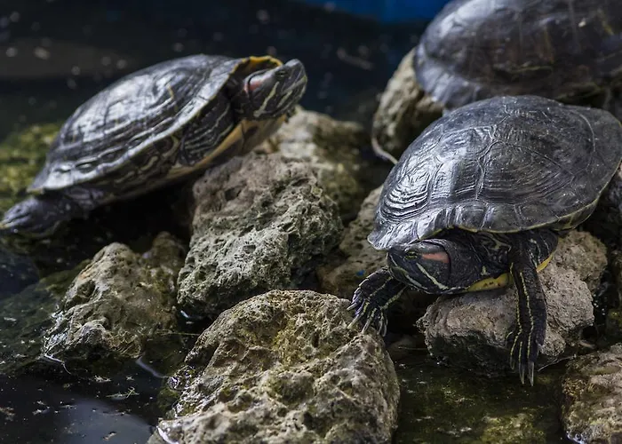 Guest house Coral Obzor